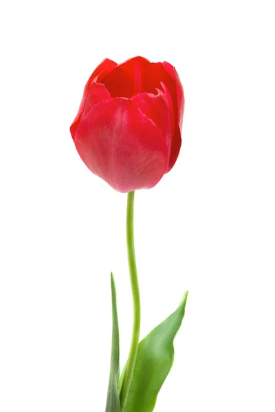 Linda tulipa vermelha isolada no branco — Fotografia de Stock