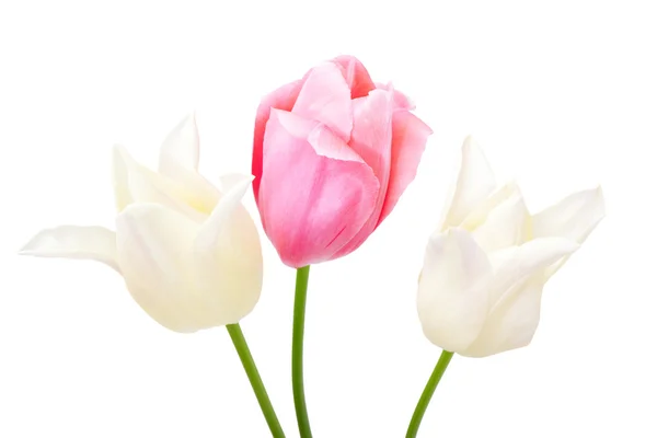 Красиві тюльпани ізольовані на білому — стокове фото