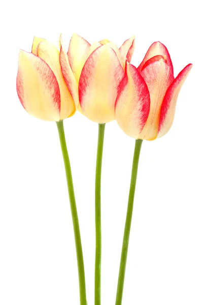 Tulipanes amarillos y rojos aislados en blanco —  Fotos de Stock
