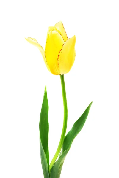 美丽的黄色郁金香 — 图库照片