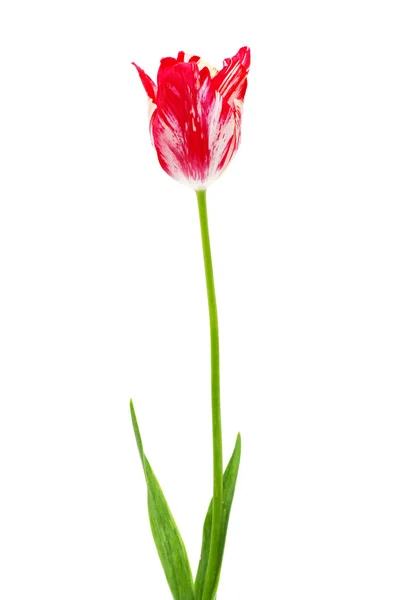 Schöne rote und weiße Tulpe — Stockfoto