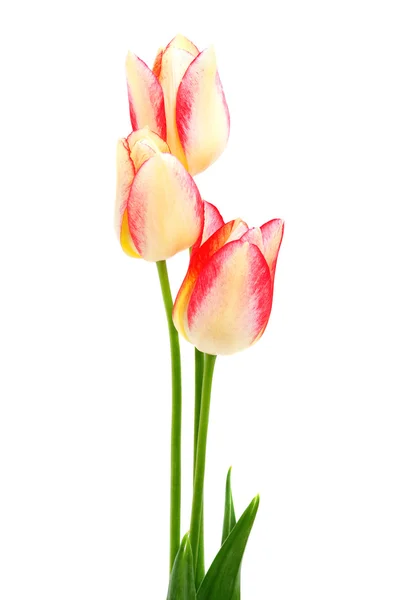 Žluté a červené tulipány — Stock fotografie