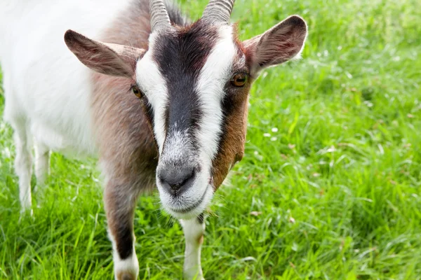 stock image Goat on a green meadow