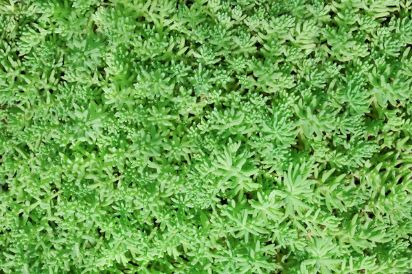 Background green — Stock Photo, Image
