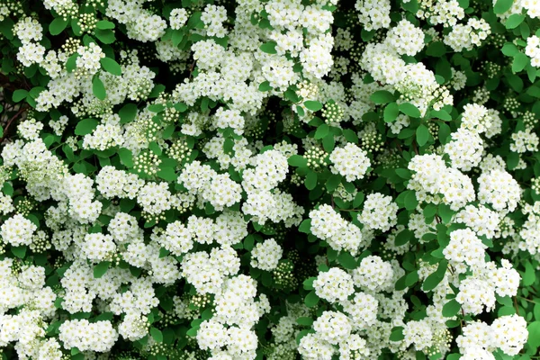 Background of little white flowers — Stock Photo, Image