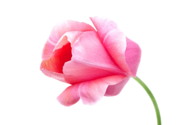 Ροζ τουλίπα απομονωμένη σε λευκό — Φωτογραφία Αρχείου