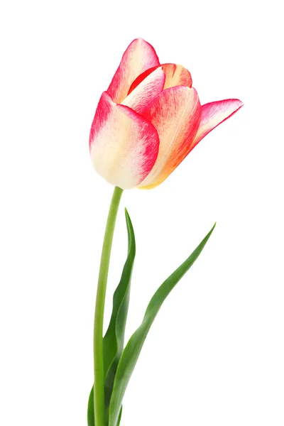 Tulipa amarela e vermelha isolada em branco — Fotografia de Stock