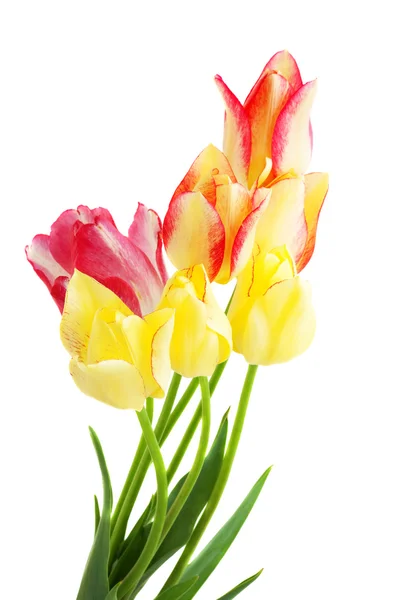 Букет тюльпанів ізольований на білому — стокове фото