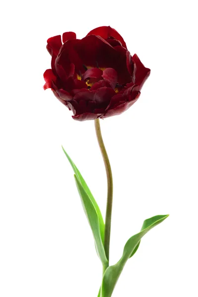 Tulipán bordó dupla bazsarózsa — Stock Fotó