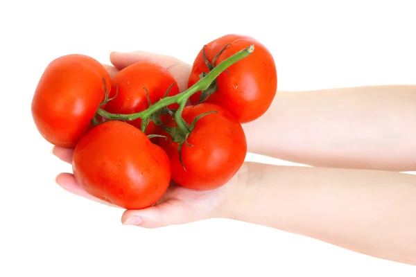 Tomates fraîches dans les mains — Photo