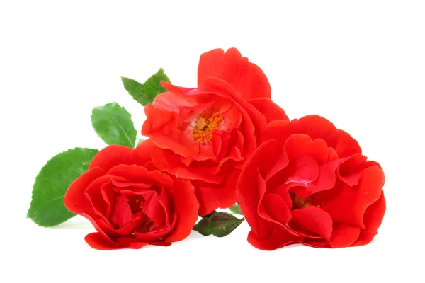 Roses rouges — Photo