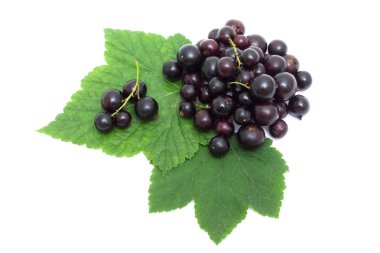 blackcurrant üzerinde beyaz izole