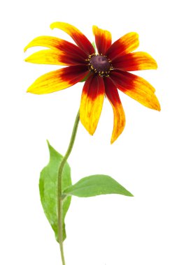 Rudbeckia hirta var angustifolia Black-eyed Susan clipart