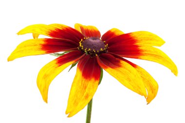 Rudbeckia hirta var angustifolia. Black-eyed Susan clipart