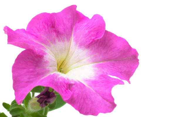 Różowy petunii na białym tle na białym tle — Zdjęcie stockowe