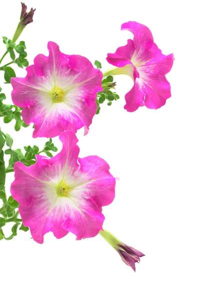 Rózsaszín petunia elszigetelt fehér background — Stock Fotó