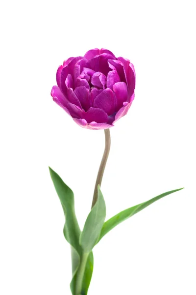 Tulip dupla bazsarózsa — Stock Fotó