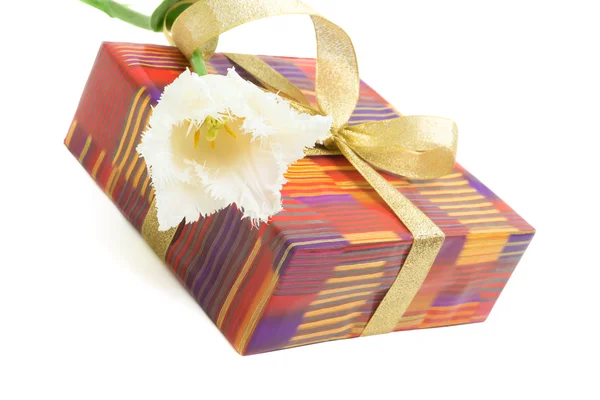 White tulip and gift box isolated on white — Stock Photo, Image