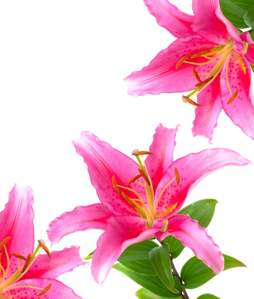 Elszigetelt fehér rózsaszín virágok-liliom — Stock Fotó