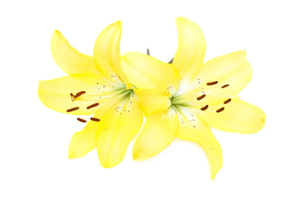 Gule Lily-blomster – stockfoto