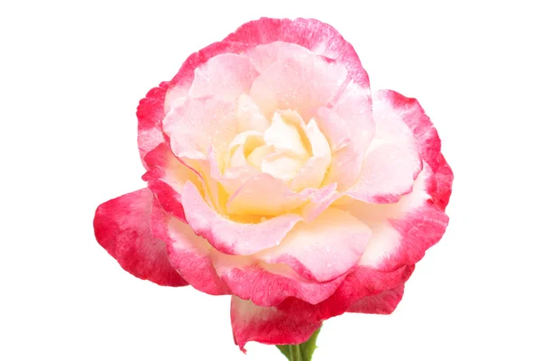 Weiches Gelb und rosa Rose Nahaufnahme isoliert auf weiß — Stockfoto