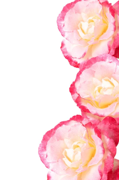 Крупным планом пропитанные желтой и розовой розами, изолированные на белом — стоковое фото