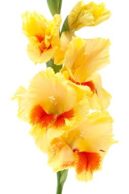 Yellow gladiolus isolated on white clipart