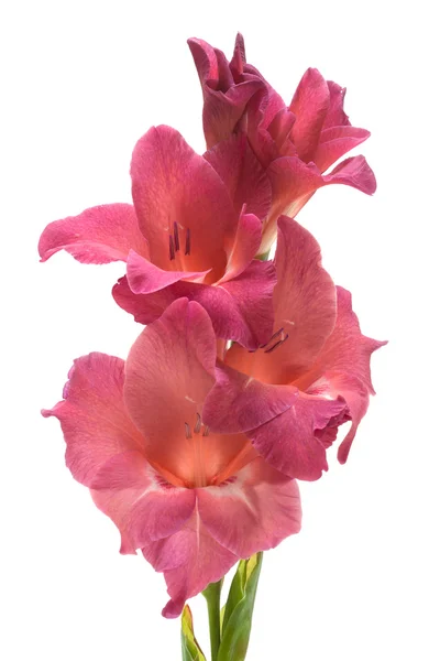 Elszigetelt fehér rózsaszín kardvirág — Stock Fotó