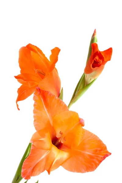 Orange gladiolus isolerad på vit — Stockfoto