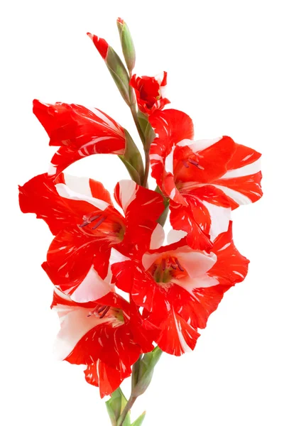 Piros gladiolus izolált fehér — Stock Fotó