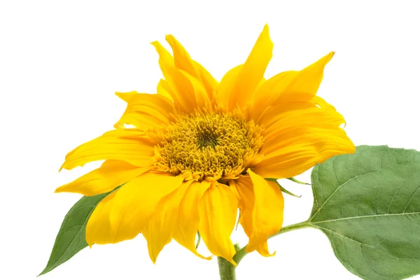 Dekorativní slunečnice izolovaných na bílém pozadí — Stock fotografie