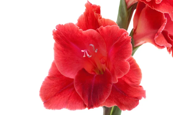 Kırmızı gladiolus beyaz üzerine izole — Stok fotoğraf