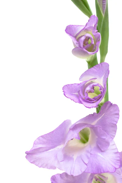 Gladiolo violeta isolado em branco — Fotografia de Stock