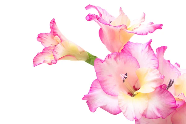 Gladíolo rosa isolado sobre branco — Fotografia de Stock