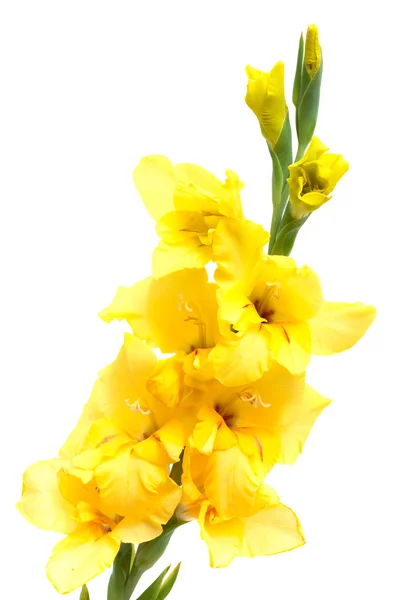 Flor de lírio amarelo isolada em branco — Fotografia de Stock