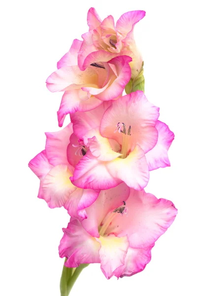 Ovanliga gula och lila rosor isolerad på vit — Stockfoto