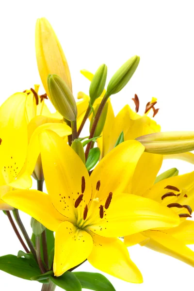 Жовта квітка лілії ізольована на білому — стокове фото