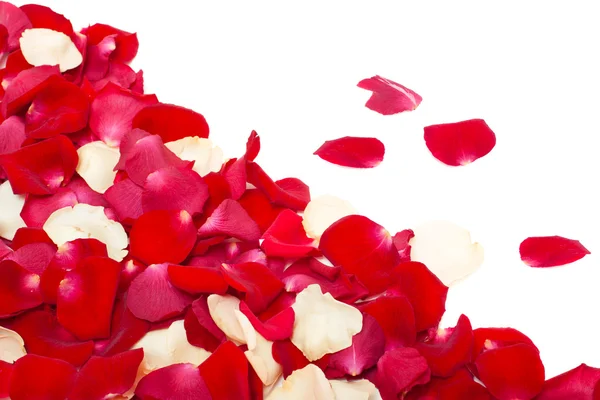 Czerwone i białe płatki róż — Zdjęcie stockowe