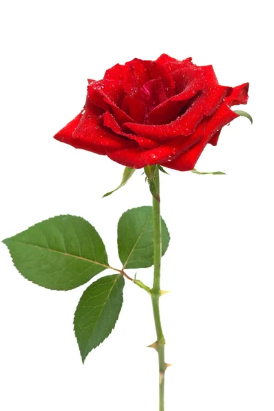 Hermosa rosa roja con gotas de rocío —  Fotos de Stock