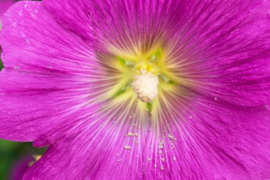 Macro of a pink tiger lilly with the focus on the pollen stamen clipart