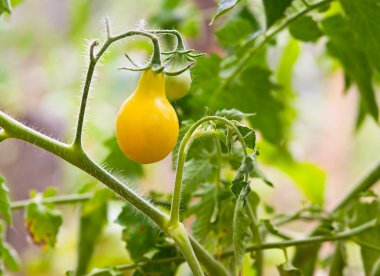 Sarı armut domates bahçe yatak