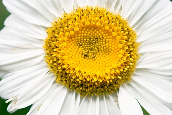 Beyaz çiçek portre — Stok fotoğraf