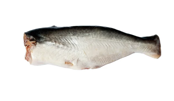 Pește roșu izolat pe fundal alb — Fotografie, imagine de stoc