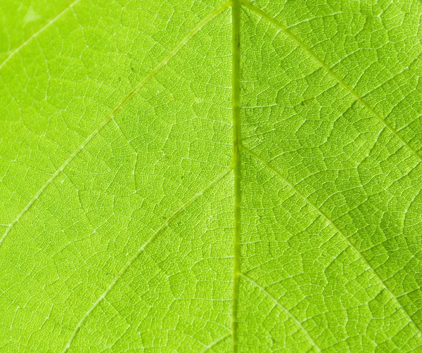 잎의 근접 촬영 — 스톡 사진