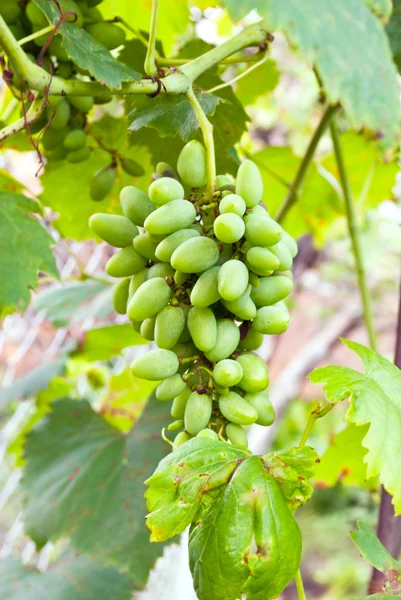Winorośl w ogrodzie — Zdjęcie stockowe