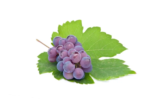 Uvas azules sobre hojas de uva, aisladas sobre fondo blanco . — Foto de Stock