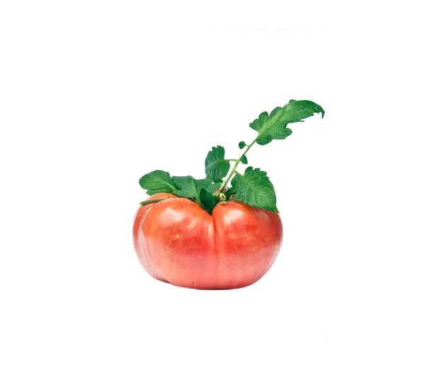 Большие спелые помидоры с зеленой веткой — стоковое фото