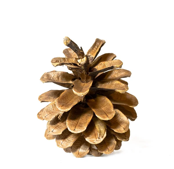 Cone de pinheiro único — Fotografia de Stock