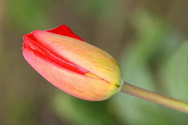 Gemme di tulipano — Foto Stock