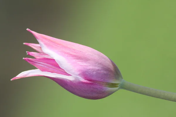 Фіалка tulip — стокове фото